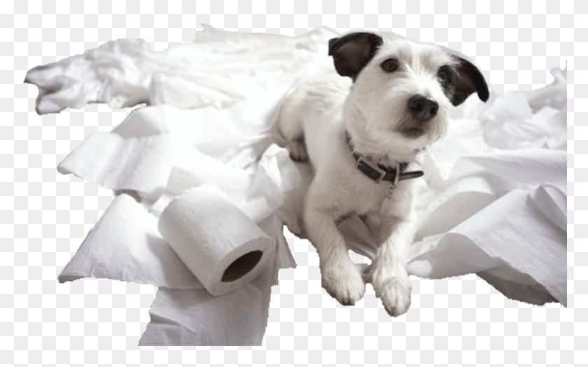 840x500 Russell Memes Jack Russell Funny, Paper, Dog, Pet HD PNG Download