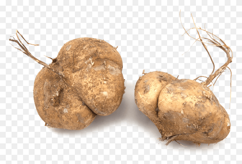 1929x1267 Russet Burbank Potato Tuber, Plant, Ginger, Root HD PNG Download