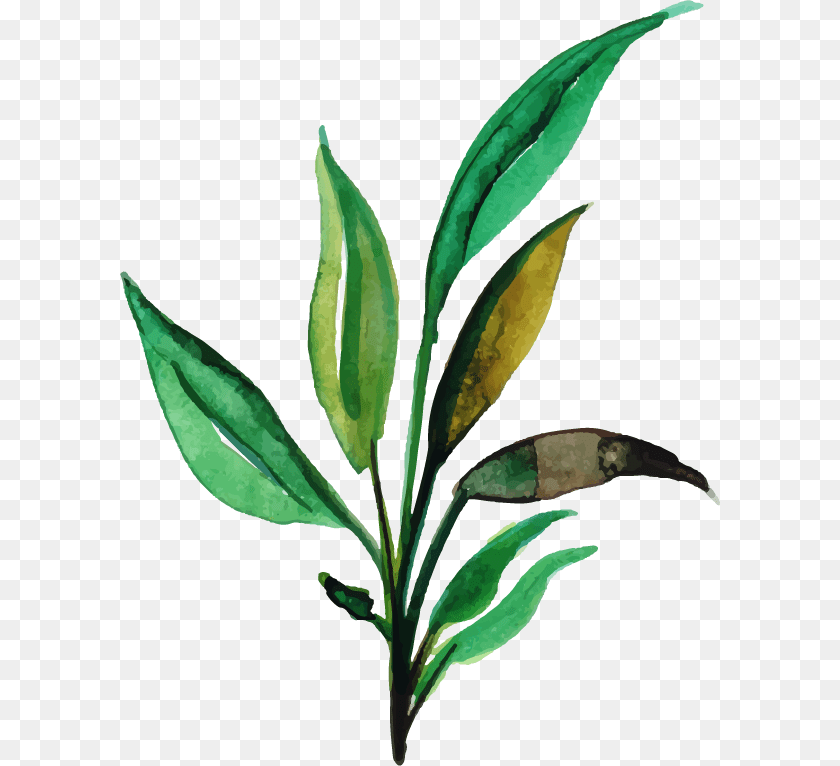 Russian Olive, Herbal, Herbs, Leaf, Plant Sticker PNG