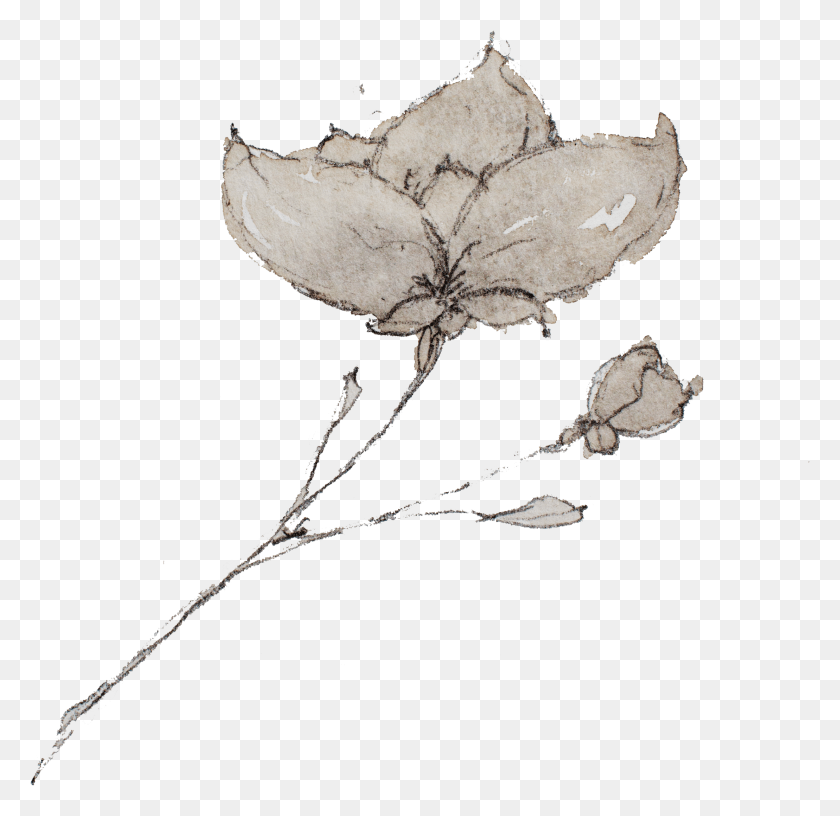 2217x2150 Rustic Flower Sketch, Leaf, Plant, Fungus HD PNG Download
