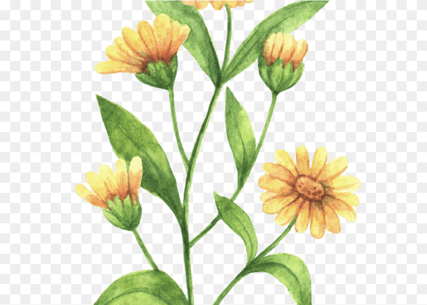 601x601 Rustic Marigold Seeds Wedding Favour Marry Golds Wildflower Calendula Flower Drawing, Daisy, Herbal, Herbs, Petal Clipart PNG