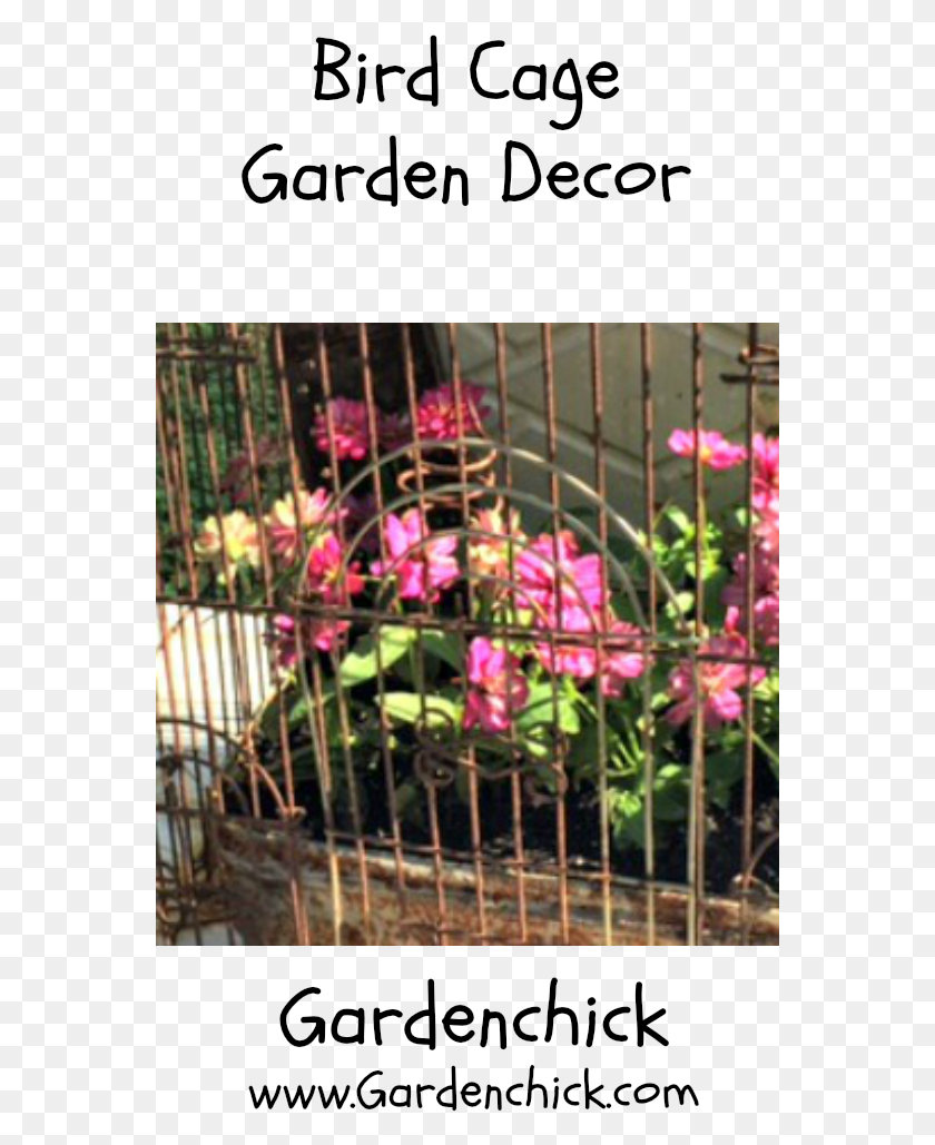561x969 Rusty Bird Cage Garden Decor, Plant, Flower, Blossom Descargar Hd Png