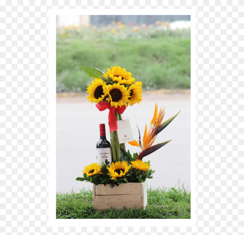 508x749 S 149 Подсолнечник, Растение, Цветок, Цветение Hd Png Скачать