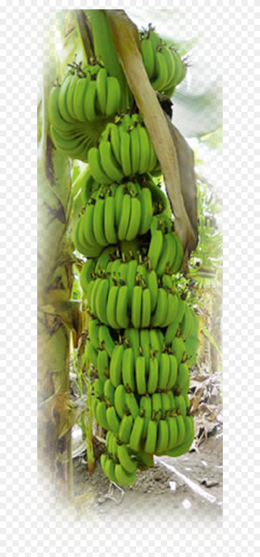 600x1734 Saba Banana, Fruit, Plant, Food HD PNG Download