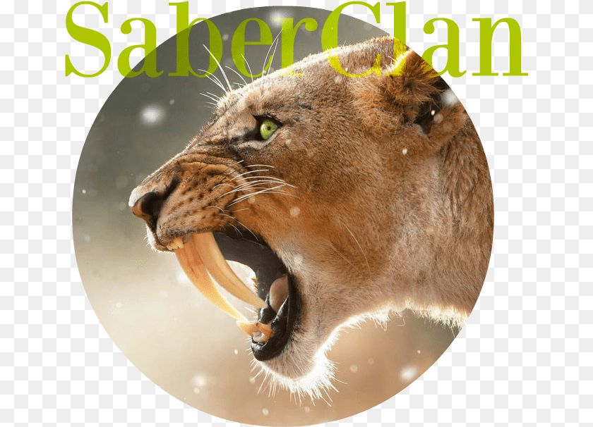 658x606 Saber Tooth Tiger By Yaoi0yuri0rules D7zv70r South Africa Travel Ad, Animal, Lion, Mammal, Wildlife Clipart PNG
