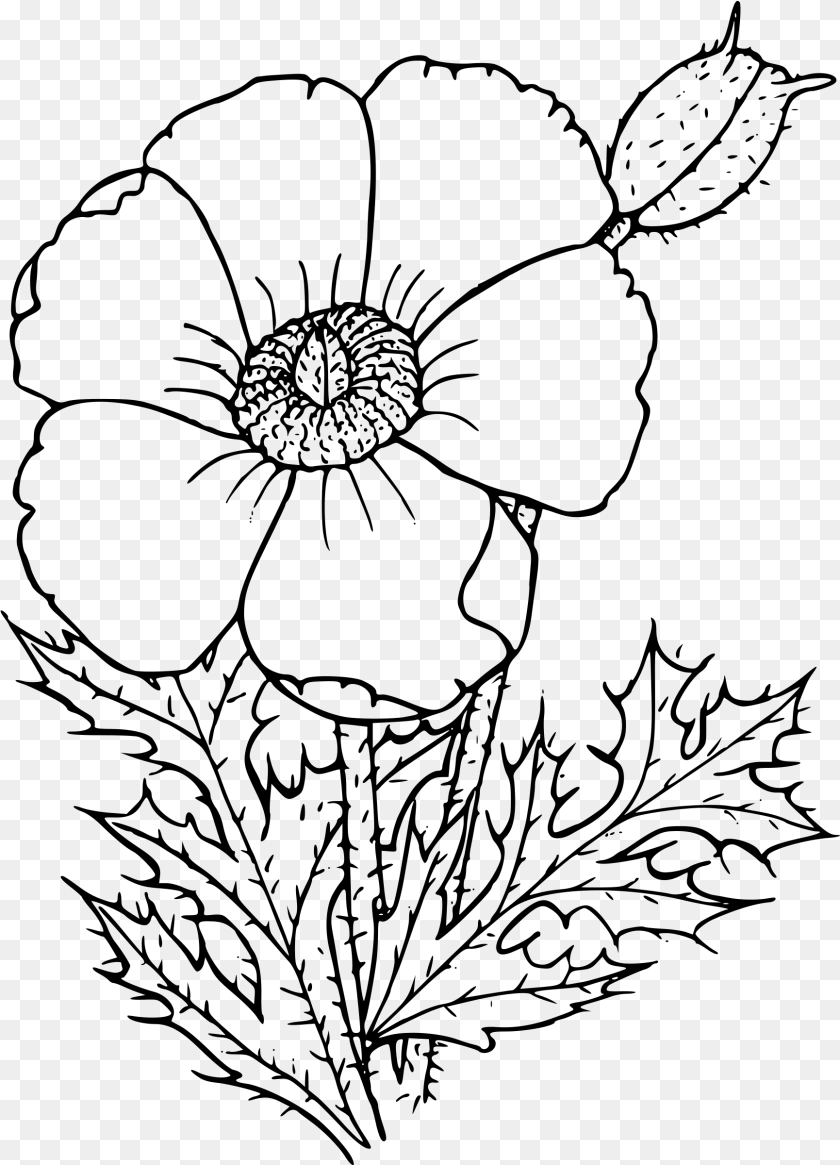 1731x2400 Sacramento Mountains Prickly Poppy Clip Arts Poppy Drawing, Gray PNG