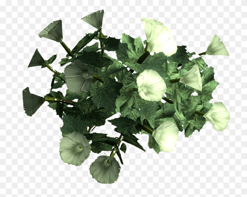 742x609 Sacred Datura Root Datura Fallout, Plant, Leaf, Flower Descargar Hd Png