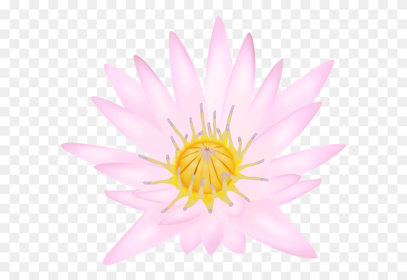 593x517 Священный Лотос, Лилия, Цветок, Растение Hd Png Скачать