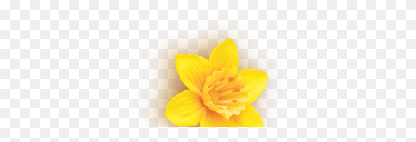 305x228 Священный Лотос, Растение, Цветок, Цветение Hd Png Скачать