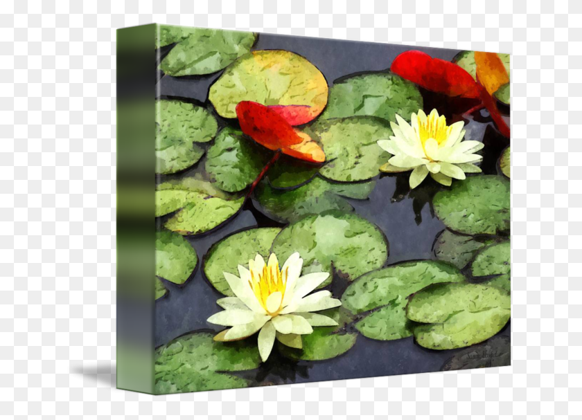 650x547 Sacred Lotus, Plant, Flower, Blossom HD PNG Download