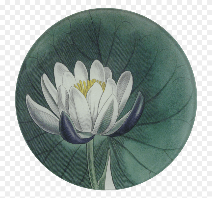 724x726 Sacred Lotus, Plant, Flower, Blossom HD PNG Download