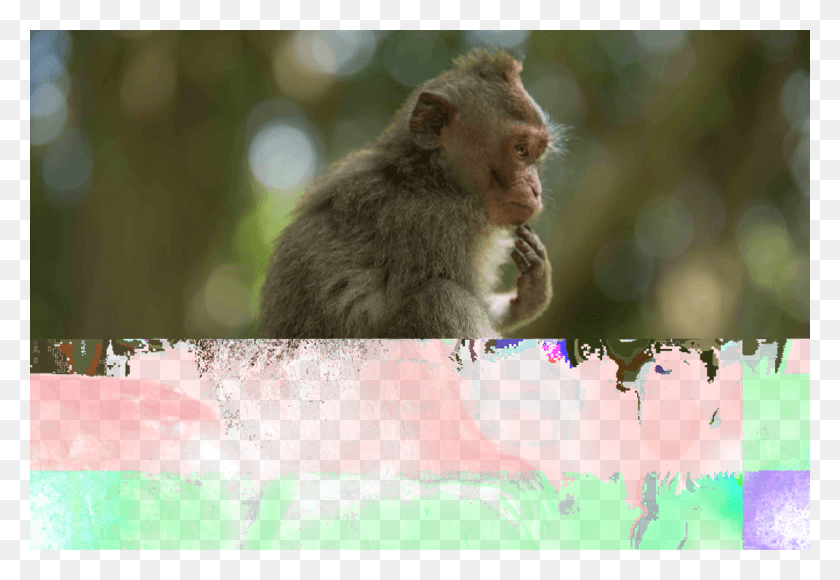 1024x683 Sacred Monkey Forest Bali Rhesus Macaque, Wildlife, Mammal, Animal HD PNG Download