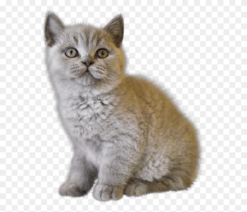 557x664 Sad Cat Kitten, Pet, Mammal, Animal HD PNG Download