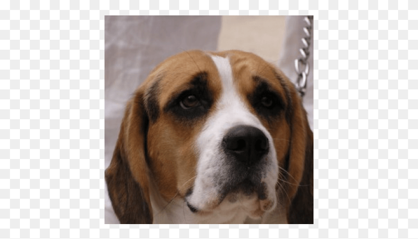421x421 Sad Dog, Pet, Canine, Animal HD PNG Download