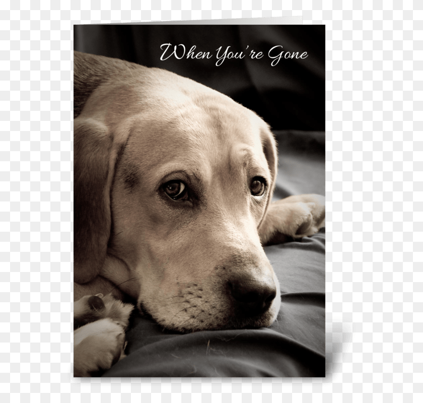 580x740 Sad Dog Labrador Retriever, Pet, Canine, Animal HD PNG Download