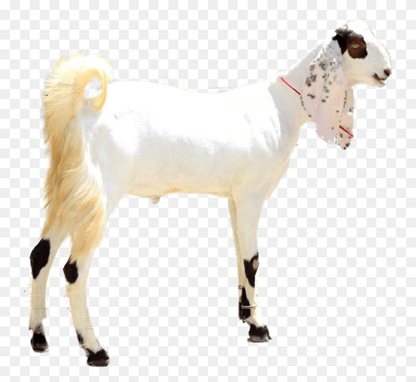 749x712 Sadqa For Big Size Goat Goat Picture In Pakistan, Mammal, Animal, Dog HD PNG Download