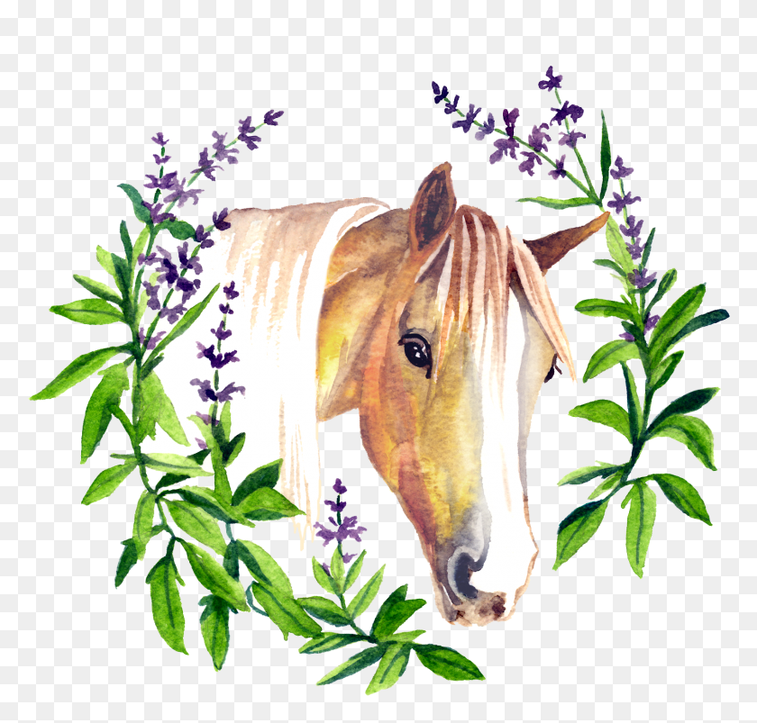 1443x1376 Sage By Nature Sage, Plant, Flower, Horse HD PNG Download