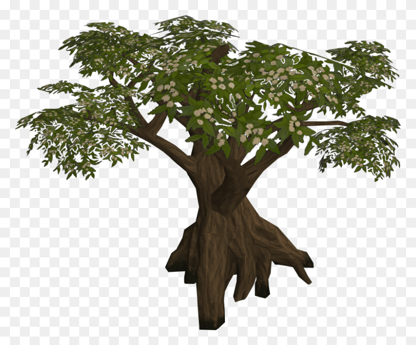 800x654 Sageretia Theezans, Tree, Plant, Tree Trunk HD PNG Download