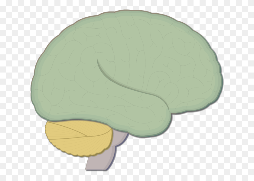 642x539 Sagittal Cartoon Brain, Animal, Mammal, Manatee HD PNG Download