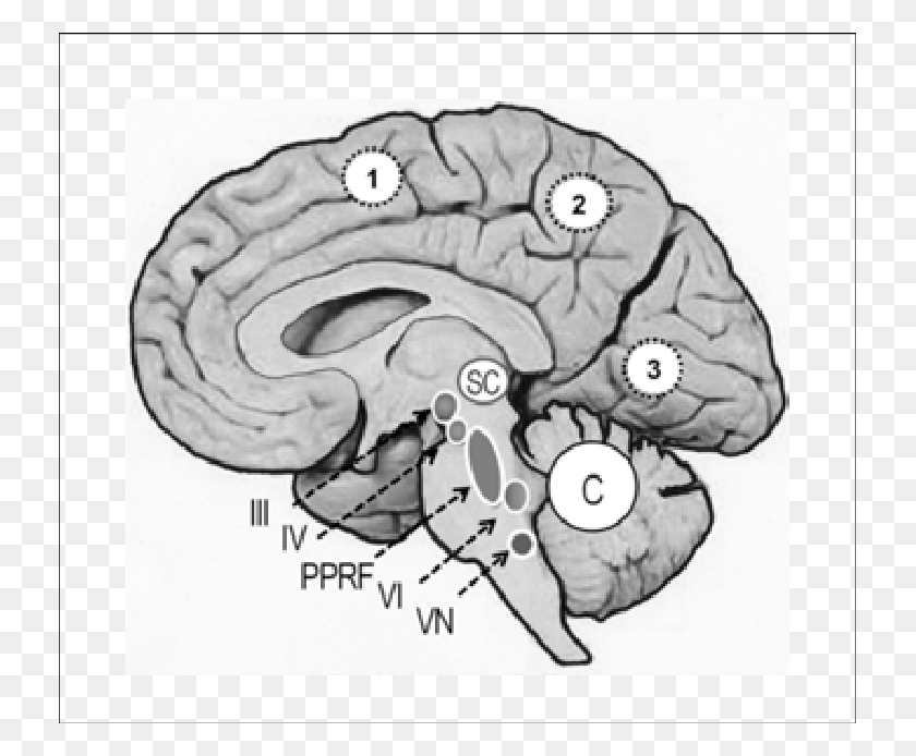 731x634 Сагиттальный Разрез Местоположения Ретикулярной Формации Человеческого Мозга, Диаграмма, Рок Png Скачать