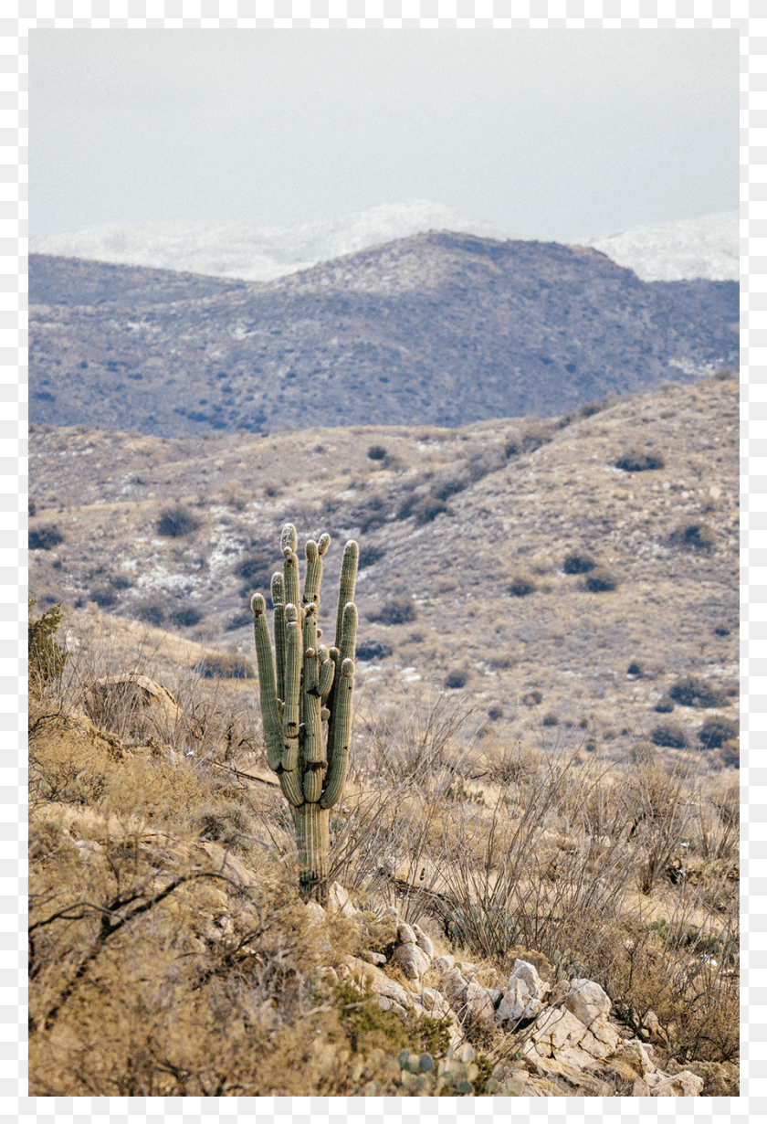 889x1334 Descargar Png / Saguaro, Planta, Cactus, Naturaleza Hd Png