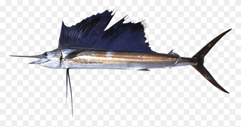 800x393 Парусная Рыба Парусник, Рыба-Меч, Морская Жизнь, Животное Hd Png Скачать