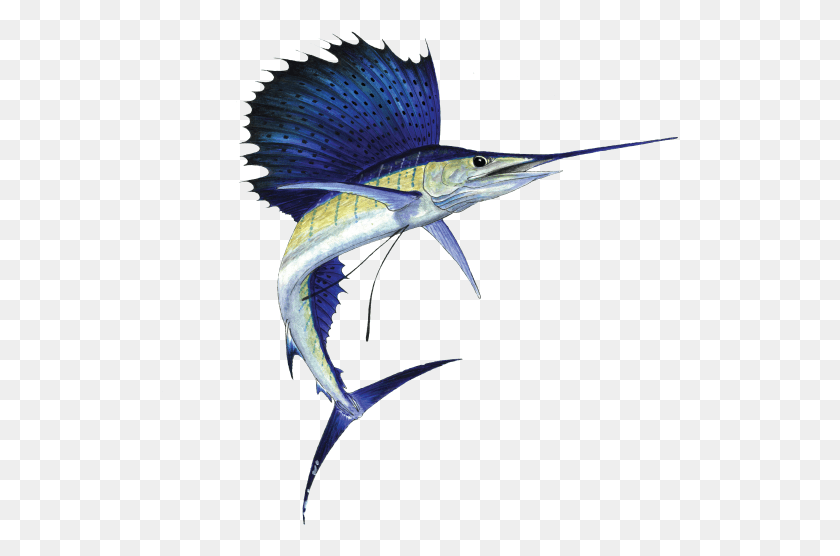 518x496 Sailfish 2 R Atlantic Blue Marlin, Bird, Animal, Swordfish HD PNG Download