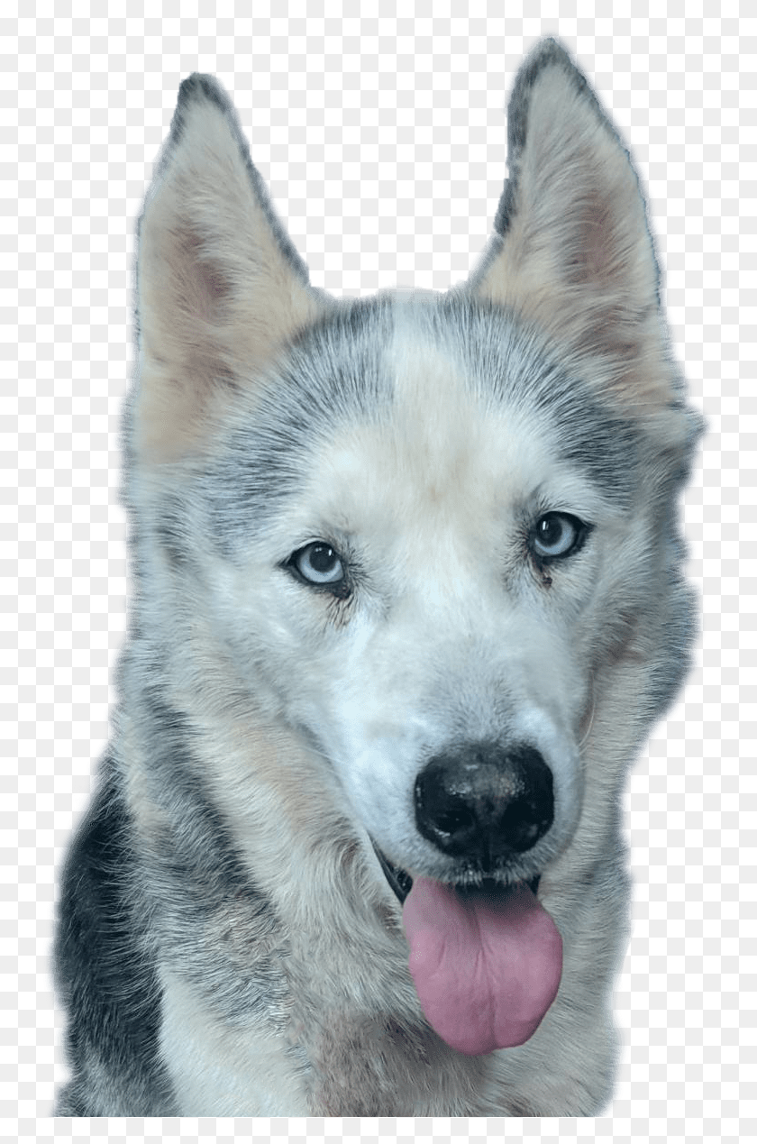751x1209 Sakhalin Husky, Dog, Pet, Canine HD PNG Download