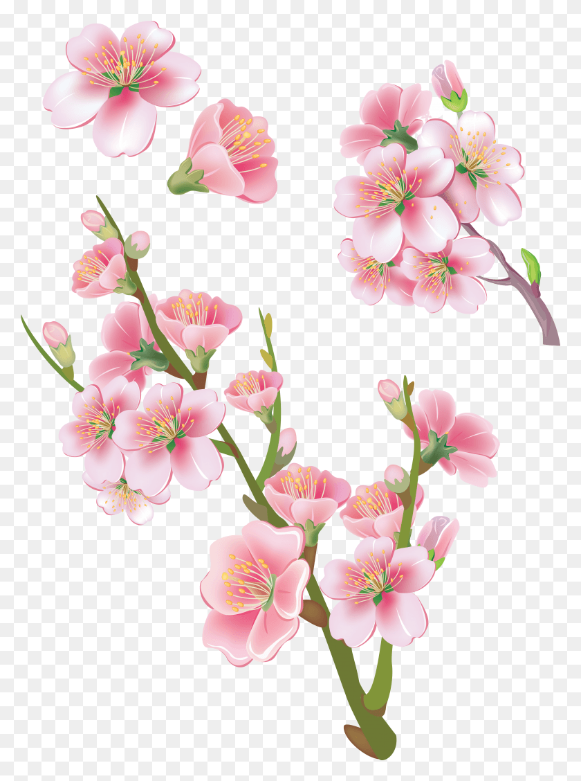 4457x6103 Sakura HD PNG Download