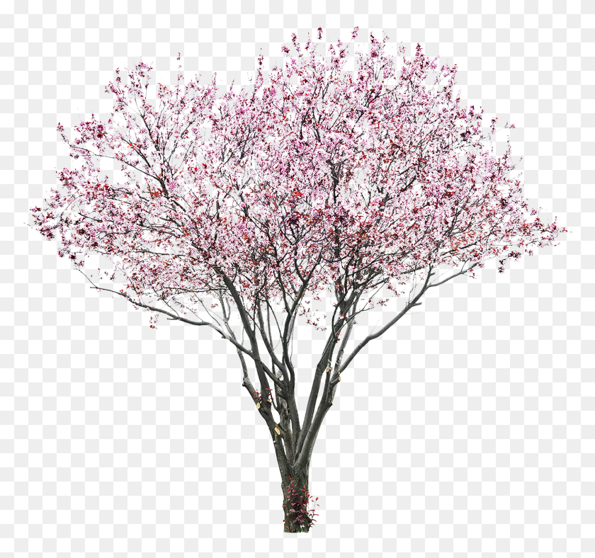 1278x1194 Sakura, Cherry Blossom, Flower, Plant HD PNG Download