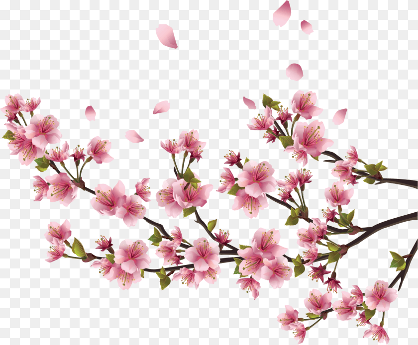 1528x1263 Sakura Background Cherry Blossom Branch Border, Plant, Flower, Geranium, Petal Transparent PNG