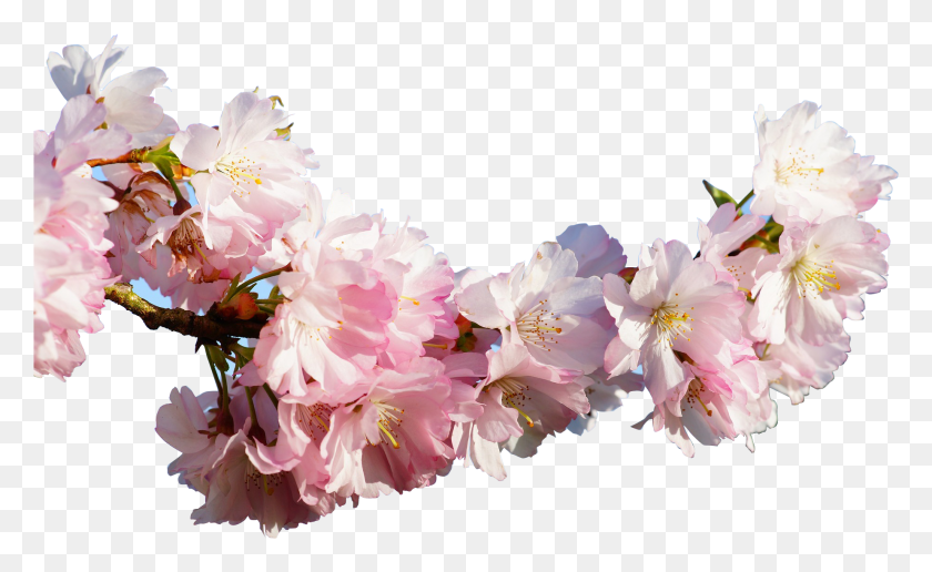 1846x1080 Sakura Blossom Clipart Apricot Apricot Flowers, Plant, Flower, Flower Arrangement HD PNG Download