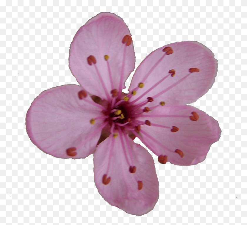 1362x1235 Sakura Blossom Clipart Orange Cherry Blossom Single Flower, Plant, Geranium HD PNG Download