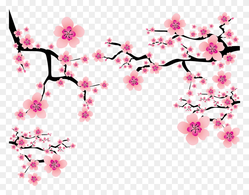 2484x1904 Sakura Blossom Clipart Plum Flower Transparent Background Cherry Blossom, Plant, Pattern, Petal HD PNG Download