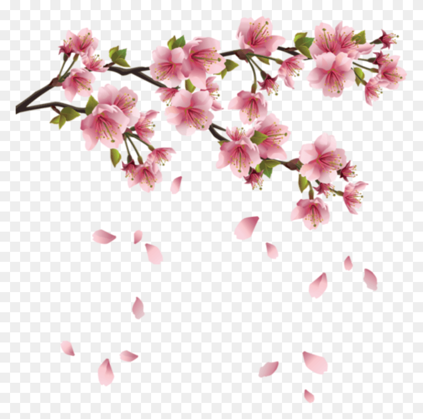 782x774 Sakura Cherry Blossom Cherry Blossom Flowers Watercolor, Plant, Flower, Blossom HD PNG Download