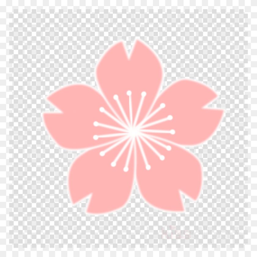 900x900 Sakura Clipart Cherry Blossom Clip Art Drawing Cherry Blossom Flower, Plant, Texture, Blossom HD PNG Download