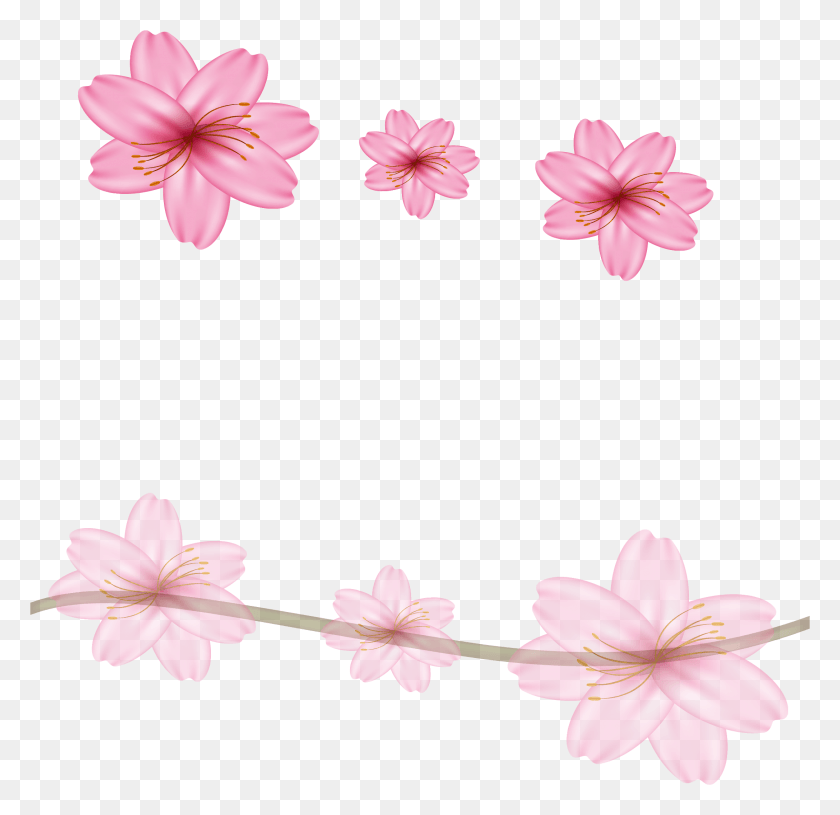 2172x2104 Sakura Clipart Condolence Flower, Plant, Blossom, Petal HD PNG Download