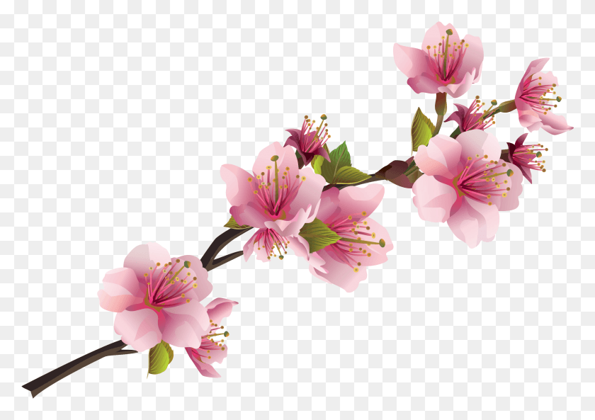 2677x1830 Flores De Color Rosa Png / Sakura Png