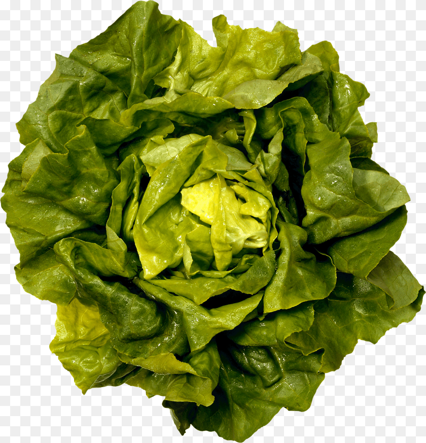 Salad, Food, Lettuce, Plant, Produce Clipart PNG