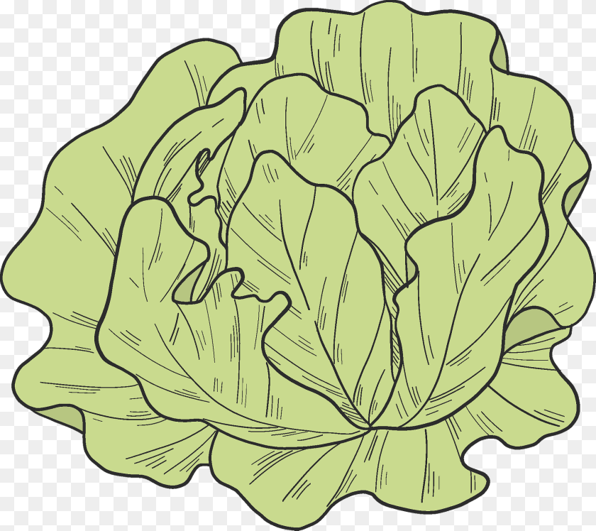 Salad Clipart, Food, Leafy Green Vegetable, Plant, Produce Transparent PNG