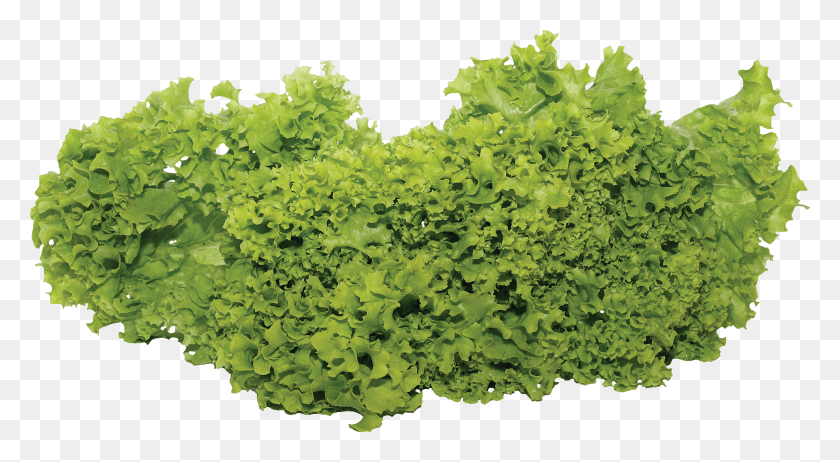 2803x1448 Salad Vegetable Garden HD PNG Download