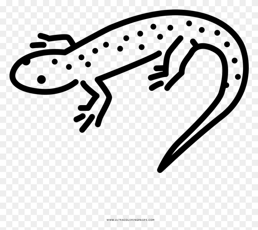 829x733 Salamander Coloring, Gray, World Of Warcraft HD PNG Download