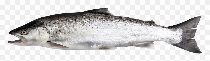 894x213 Salmon Trout Forellenarten, Fish, Animal, Coho HD PNG Download