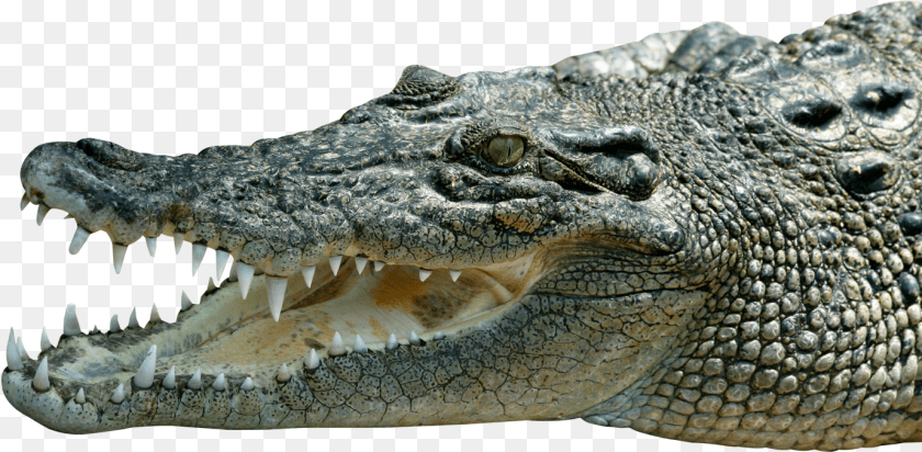 1379x676 Saltwater Crocodile, Animal, Lizard, Reptile Sticker PNG
