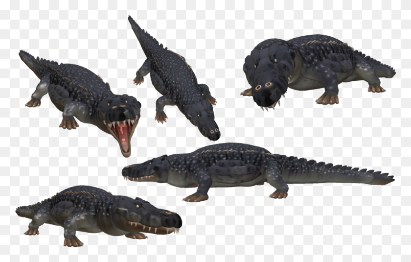 1013x618 Морской Крокодил Фото Существо Крокодил, Ящерица, Рептилия, Животное Hd Png Скачать