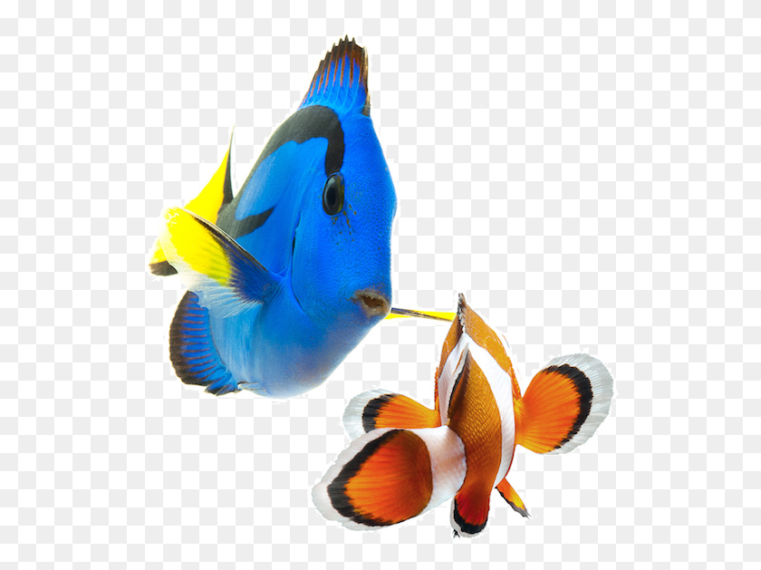 527x569 Saltwater Fish Coral Reef Fish, Animal, Angelfish, Sea Life HD PNG Download