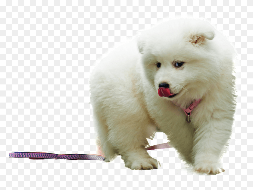 2012x1472 Samoyed, Mammal, Animal, Canine HD PNG Download