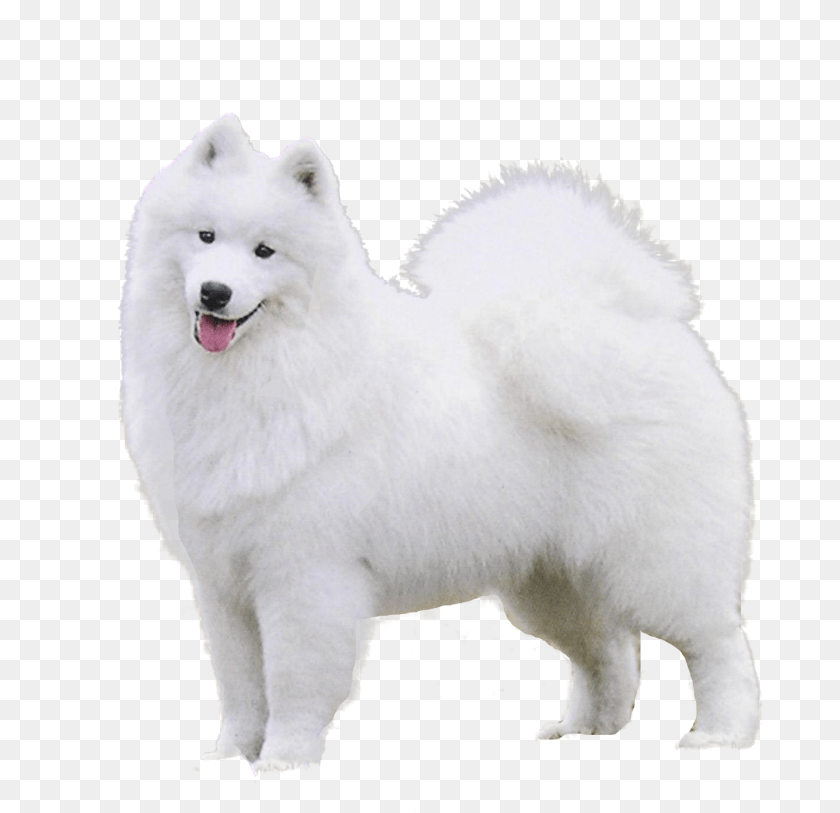 1440x1393 Samoyed, Animal, Canine, Dog, Mammal Transparent PNG