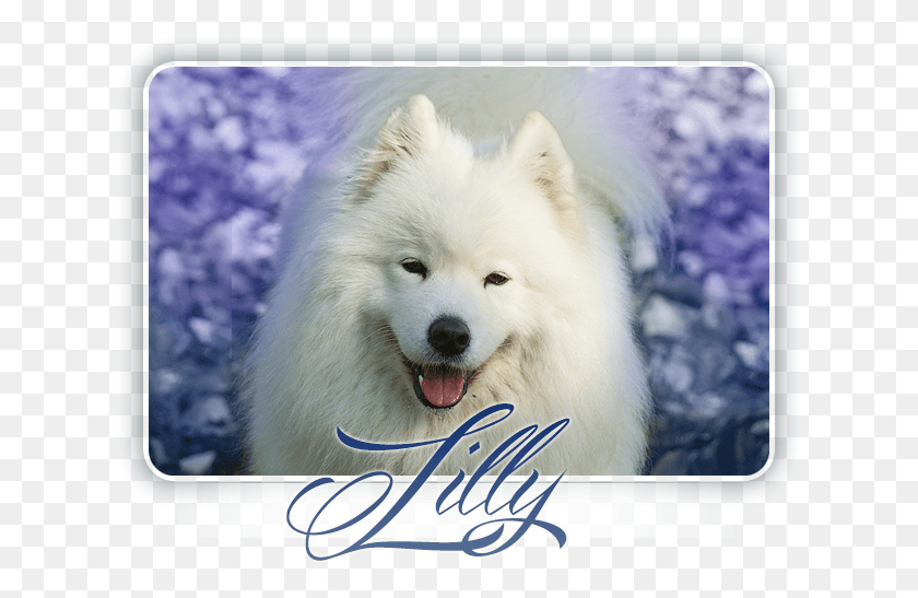 629x487 Samoyed Athenas Magic Carpathian White Smile 4, Dog, Pet, Canine HD PNG Download