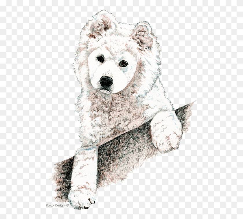526x698 Samoyed Dog, Mammal, Animal, Canine HD PNG Download